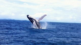 ISLAND HOPPING & WHALE WATCHING TOUR -...