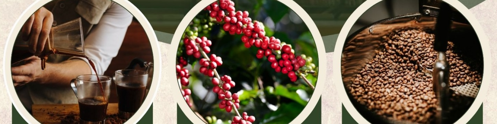 explore the coffee route in chiriqui