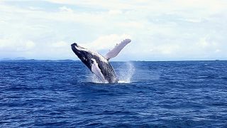 ISLAND HOPPING & WHALE WATCHING TOUR -...